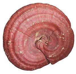 Epic喜加一：《德军总部：新秩序》免费领取